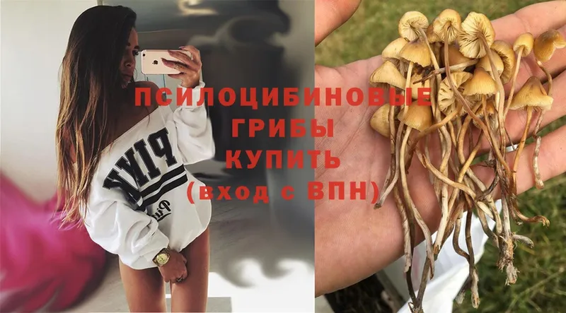 Псилоцибиновые грибы Psilocybe  Грозный 